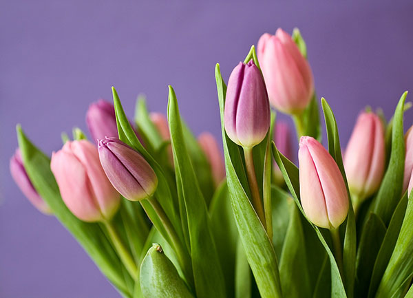 tulips--stock-320151_1920