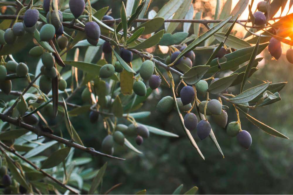 Olive-branches